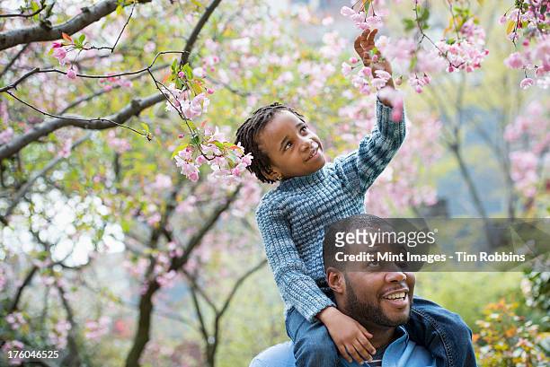 a new york city park in the spring. sunshine and cherry blossom. a father giving his son a ride on his shoulders. - sunshine and flowers imagens e fotografias de stock