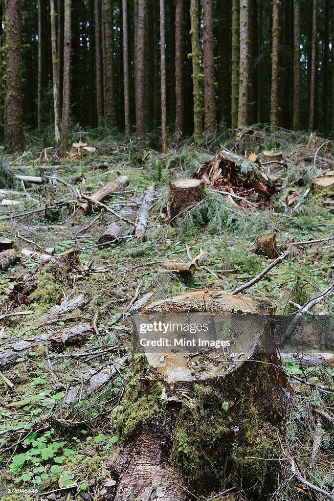 Recently logged Sitka Spruce and Western Hemlock logs, Olympic national forest, USA