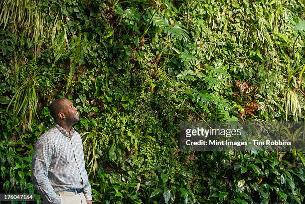 outdoors in the city in spring. an urban lifestyle. a man looking up at the lush foliage covering a tall wall. - vertical garden stock-fotos und bilder