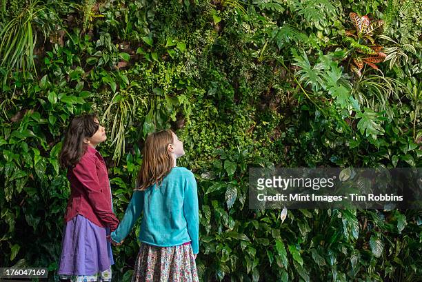 outdoors in the city in spring. an urban lifestyle. two children holding hands and looking up at a wall covered with growing foliage, of a large range of plants. - girl wet casual clothing stock pictures, royalty-free photos & images
