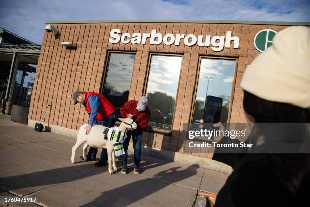 Toronto, ON Kay The Sheep, 2023 ambassador for the The Royal Winter Fair on her extra special morning commute from Scarborough GO to Union station...