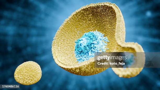 endosomes - lipide photos et images de collection