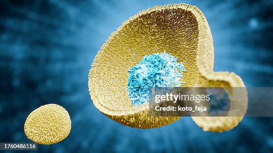 Endosomes Endosomes