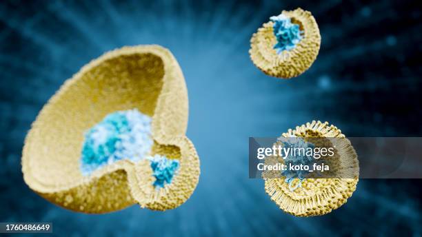 endosomes - cytokinesis stock pictures, royalty-free photos & images