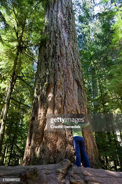 giant tree, old growth forest - big hug stock pictures, royalty-free photos & images