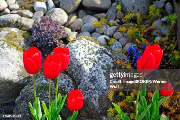 red tulips (tulipa gesneriana) front garden, east frisia, germany - gartentulpe stock-fotos und bilder