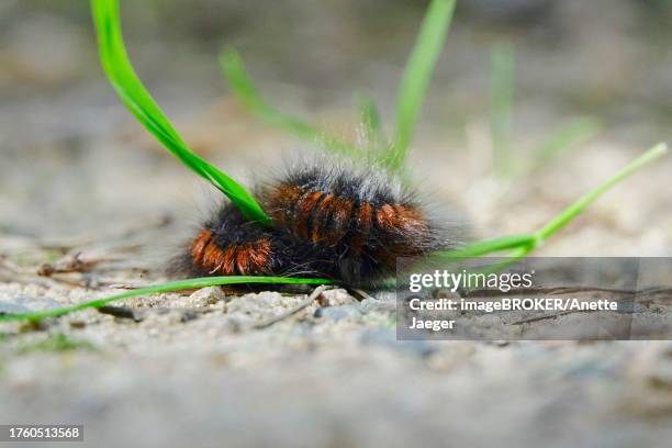 caterpillar of the fox moth (macrothylacia rubi), september, germany - lasiocampidae stockfoto's en -beelden