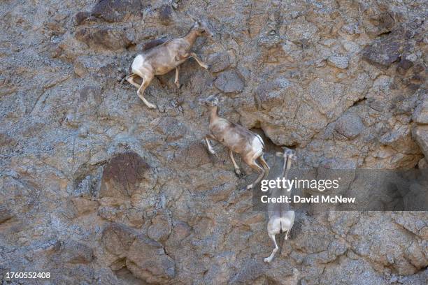 Endangered desert bighorn lambs run across steep rocky terrain while playing on August 9, 2023 near Indio, California. Nearing extinction with only...