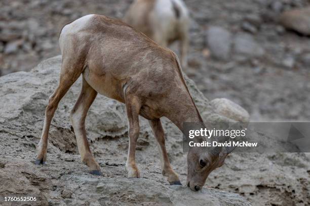 An endangered desert bighorn lamb eats minerals in the ancient shoreline of Lake Cahuilla, which cycled between drying up and being refilling by...