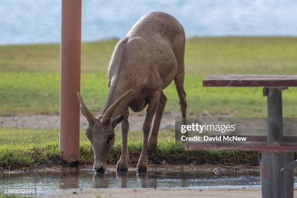 An endangered desert bighorn ewe drinks from a pool of sprinkler water at a park where abundant water and grass tempt bighorns to venture out of the...