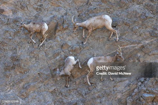 Young endangered desert bighorn sheep run across steep rocky terrain while playing on August 9, 2023 near Indio, California. Nearing extinction with...