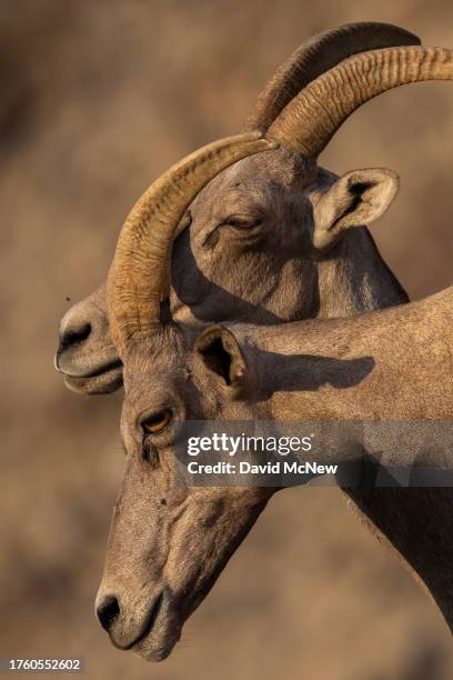 Endangered desert bighorn ewes rub against one another in the northern Santa Rosa Mountains on August 7, 2023 near Indio, California. Nearing...