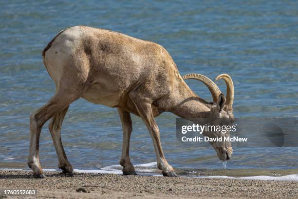 An endangered desert bighorn ewe drinks from an artificial lake at a park where abundant water and grass tempt bighorns to venture out of the safety...