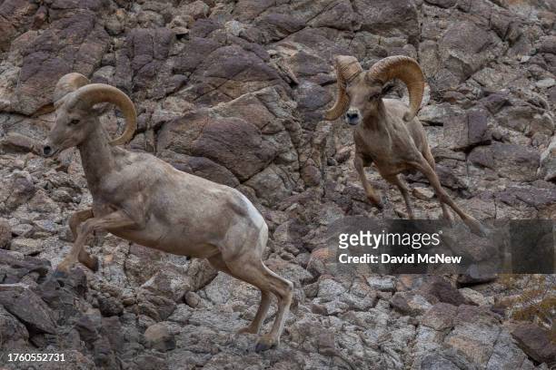 An endangered desert bighorn ram chases a younger rival away from ewes during the rut, or mating season, on August 8, 2023 near Indio, California....