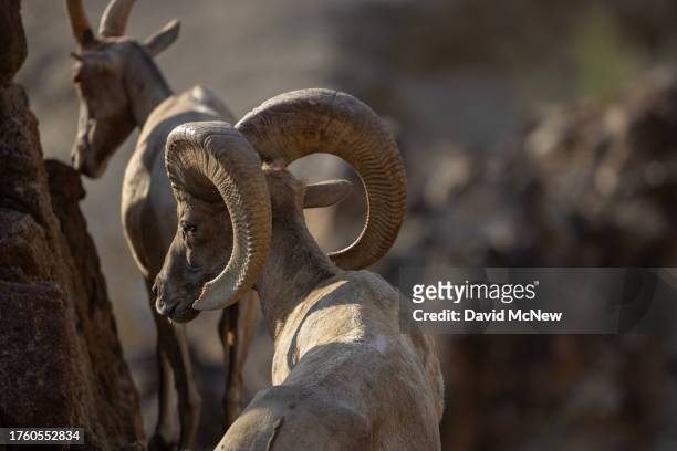 An endangered desert bighorn ram intently follows a ewe during the rut, or mating season, in the northern Santa Rosa Mountains on August 8, 2023 near...