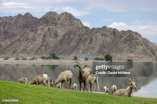 Endangered desert bighorn sheep graze near an artificial lake at a park where bighorns are tempted to leave the safety of their native habitat for...