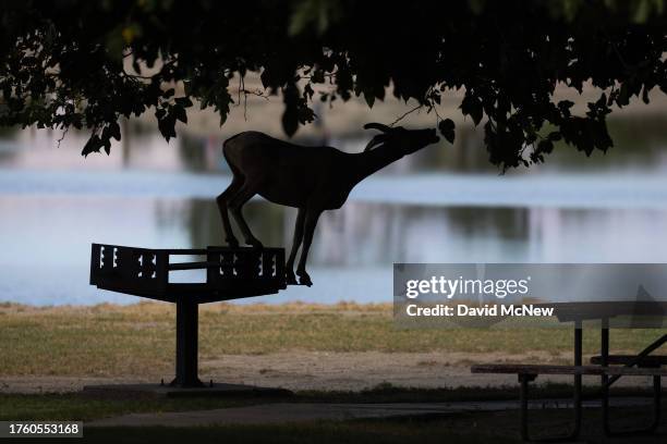 An endangered desert bighorn ewe stands on a park grill to eat leaves from a tree on August 11, 2023 near Indio, California. Nearing extinction with...