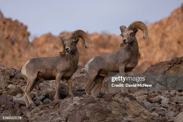 Endangered desert bighorn rams stand on a ridge in the northern Santa Rosa Mountains on August 10, 2023 near Indio, California. Nearing extinction...