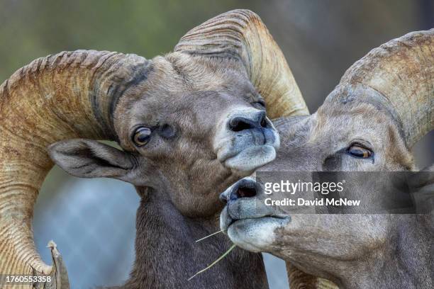 Endangered desert bighorn rams nuzzle while trying to establish dominance over the other during the rut, or mating season, on August 10, 2023 near...
