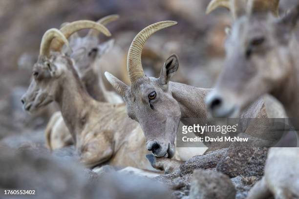 An endangered desert bighorn scratches an itch as sheep settle for the evening on August 11, 2023 near Indio, California. Nearing extinction with...