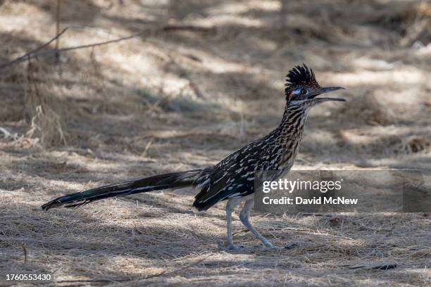 Greater roadrunner is seen at the edge of endangered desert bighorn sheep habitat on August 14, 2023 near Indio, California. Nearing extinction with...