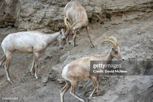 Endangered desert bighorn ewes rub horns while walking the ancient shoreline of Lake Cahuilla, which cycled between drying up and being refilling by...