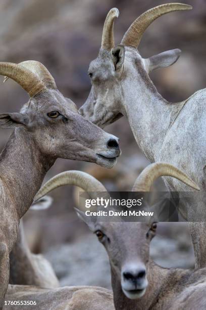 Endangered desert bighorn sheep settle in for nightfall on August 11, 2023 near Indio, California. Nearing extinction with only 280 desert bighorn...