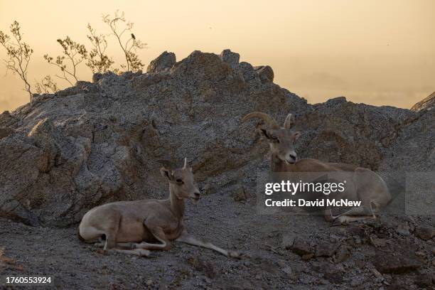 An endangered desert bighorn lamb and its mother lie on a ridge near a humming bird shortly after sunrise on August 24, 2023 near Indio, California....
