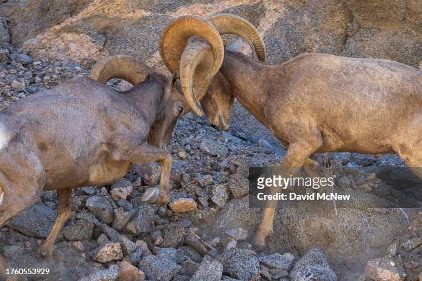 Endangered desert bighorn rams fight to establish size and strength dominance over the other and increase chances of mating during the rut, or mating...