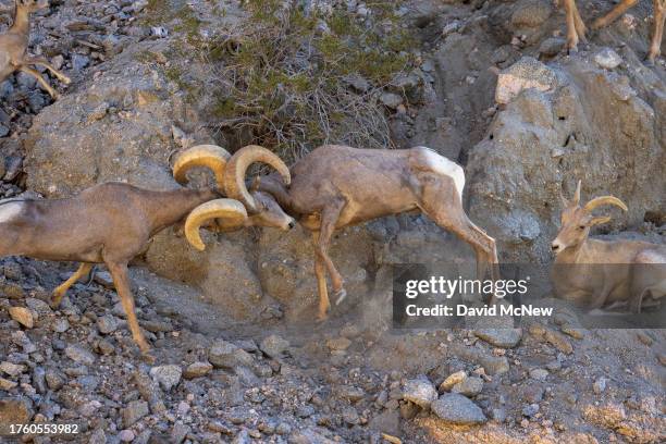 Endangered desert bighorn rams clash horns in a fight to establish size and strength dominance over the other and increase chances of mating during...