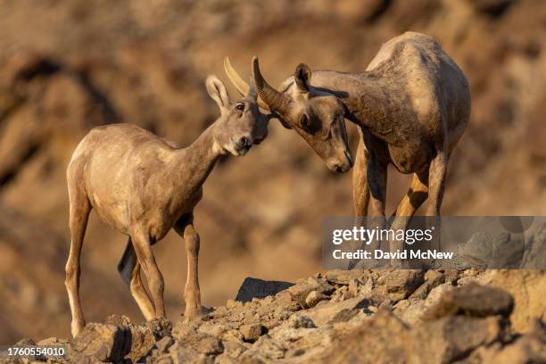 An endangered desert bighorn lamb and its mother rub horns in the northern Santa Rosa Mountains on August 17, 2023 near Indio, California. Nearing...