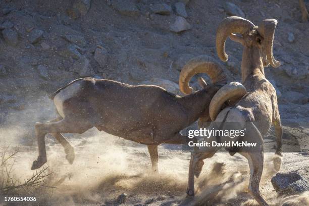 An endangered desert bighorn ram attacks a rival from the side while fighting to establish size and strength dominance and increase chances of mating...