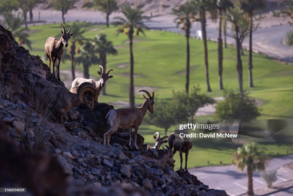 An Intimate View of the Endangered Desert Bighorns of Southern California