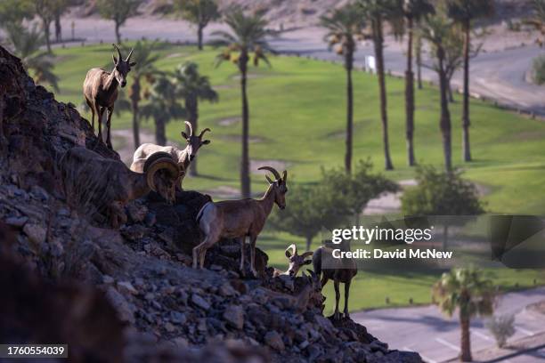 Endangered desert bighorn sheep walk in their rugged native habitat near a park where green grass tempts bighorns to venture out of the safety of...