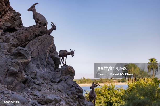 Endangered desert bighorn sheep walk in their rugged native habitat near a park where green grass tempts bighorns to venture out of the safety of...