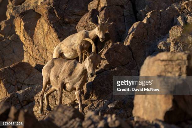An endangered desert bighorn ewe and lamb cross steep terrain, rugged in the northern Santa Rosa Mountains on August 29, 2023 near Indio, California....