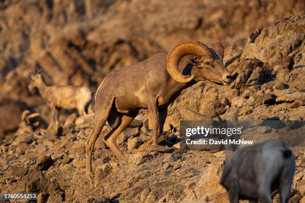 An endangered desert bighorn ram pursues a ewe in the northern Santa Rosa Mountains on August 17, 2023 near Indio, California. Nearing extinction...