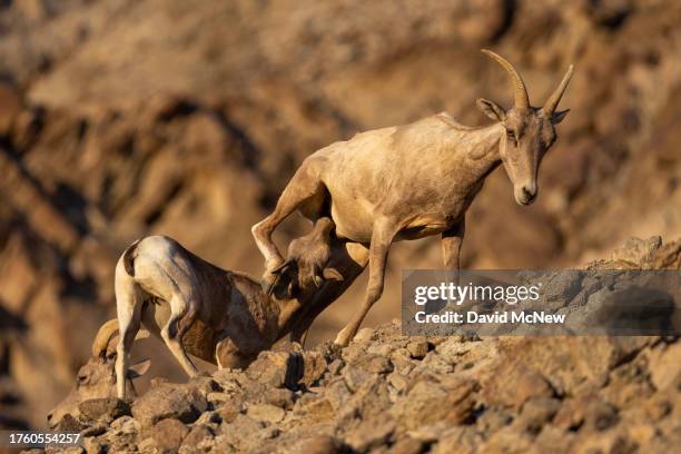 An endangered desert bighorn lamb nurses from its mother who wants to keeping walking on August 17, 2023 near Indio, California. Nearing extinction...