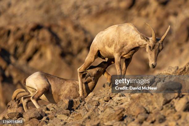 An endangered desert bighorn lamb nurses from its mother who wants to keeping walking on August 17, 2023 near Indio, California. Nearing extinction...