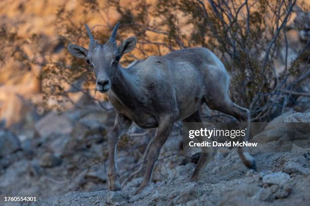 An endangered desert bighorn lamb pauses while running in the northern Santa Rosa Mountains on August 17, 2023 near Indio, California. Nearing...