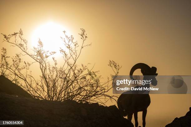 The sun rises behind an endangered desert bighorn ram on August 24, 2023 near Indio, California. Nearing extinction with only 280 desert bighorn...