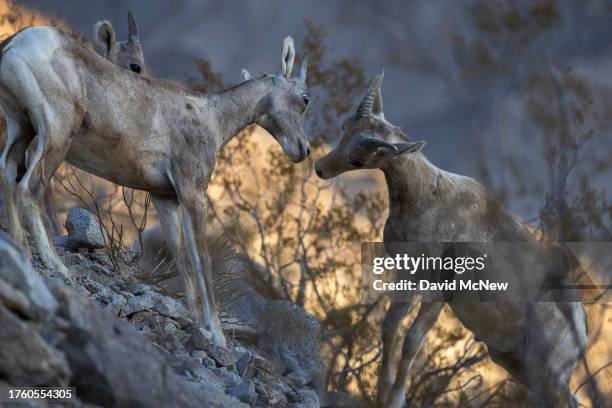 Endangered desert bighorn lambs learn to compete and fight through play on a ridge in the northern Santa Rosa Mountains on August 17, 2023 near...