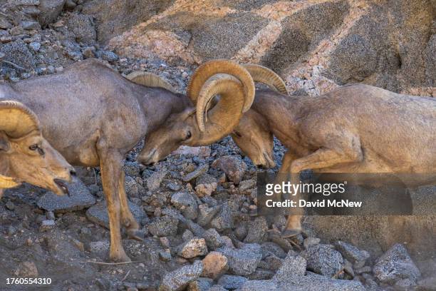 Endangered desert bighorn rams fight to establish size and strength dominance over the other and increase chances of mating during the rut, or mating...