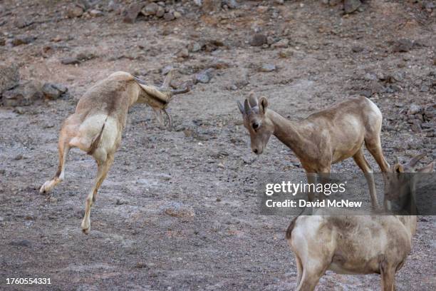 An endangered desert bighorn lamb makes a twisting jump before charging another lamb while playing in the northern Santa Rosa Mountains on August 17,...