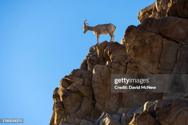 An endangered desert bighorn ewe stands atop a crag in the northern Santa Rosa Mountains on August 29, 2023 near Indio, California. Nearing...