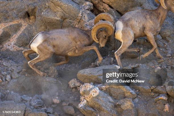 An endangered desert bighorn ram attacks from behind during a fight to establish size and strength dominance over the other and increase chances of...