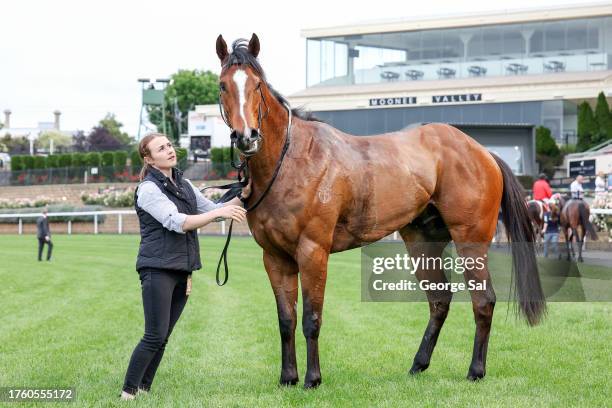 Mr Mojo Risin' after winning the Christmas At The Valley Handicap at Moonee Valley Racecourse on November 03, 2023 in Moonee Ponds, Australia.