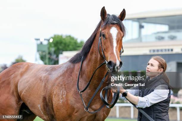 Mr Mojo Risin' after winning the Christmas At The Valley Handicap at Moonee Valley Racecourse on November 03, 2023 in Moonee Ponds, Australia.