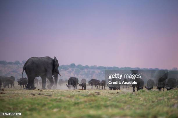 An elephant is seen at the Chobe National Park in Kalahari desert at Kasane, Botswana on October 13, 2023. Chobe National Park is the 3rd biggest...