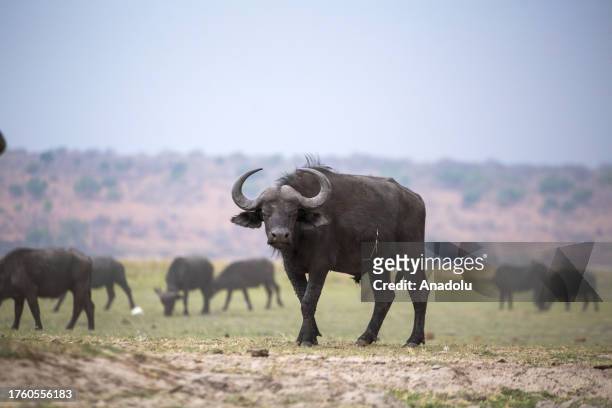 An African buffalo is seen at the Chobe National Park in Kalahari desert at Kasane, Botswana on October 13, 2023. Chobe National Park is the 3rd...